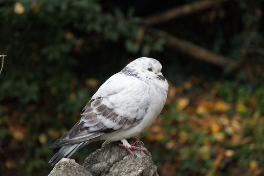White and grey feathered ruffled up pigeon sitting on a stone.