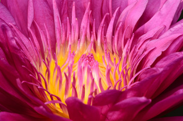 Obraz premium Pink Lotus.