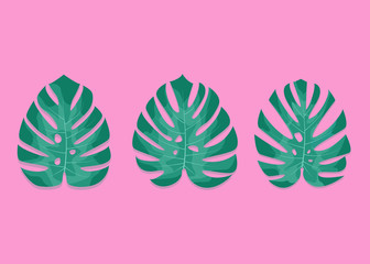 Exotic palm leaves. Monstera leaves on millenial pink background. Three different monstera leaves