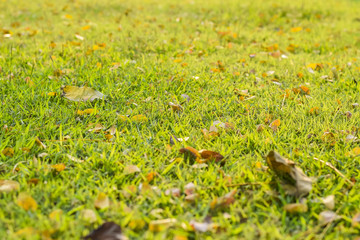 Grass texture for background