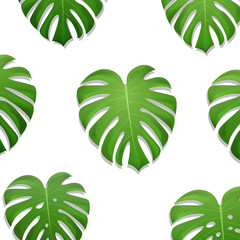 Monstera palm leaves pattern. Monstera leaves on white background. Exotic pattern