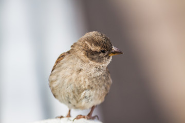 Sparrow