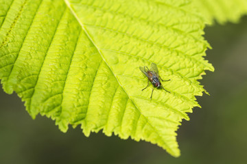A fly sitting on a green leaf.