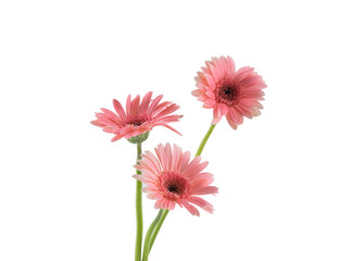 Three pink Gebera flowers isolated on white background