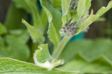 Flower of a bloom with leaves.