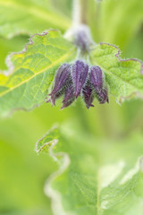 Flower of a bloom with leaves.