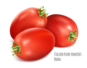 Italian plum tomatoes Roma. Tomato with green stem. Vector