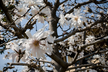 fioritura in tokyo