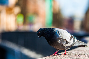 Pigeon