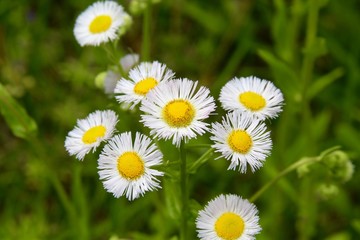 Fototapeta premium The small daisies on the close up view.