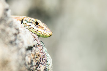 Naklejka premium Lizard Reptile Podarcis Siculus