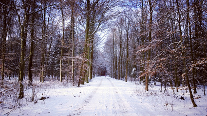 winter path covered by snow in the  Bavarian woods