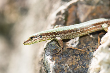 Lizard Reptile Podarcis Siculus