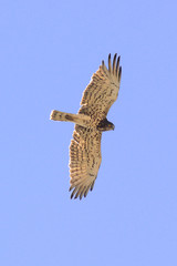 Biancone (Circaetus gallicus) in volo - silhouette