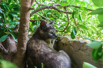 Grey mother of cats in nature