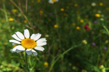 Bellis perennis © A.Ruiz