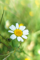 Bellis perennis © A.Ruiz