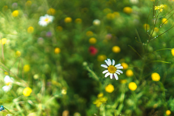 Bellis perennis © A.Ruiz