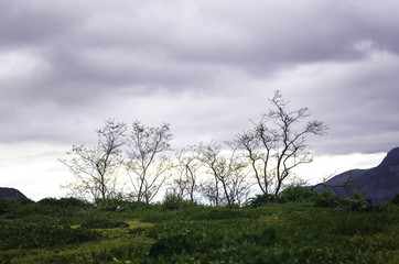 Lonely trees on the mountain