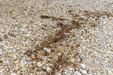 Pebble and rocks of the beach with branch