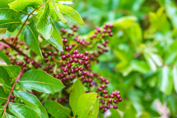 Detail of natural redberry