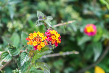 Detail of a flower with red, orange and yellow petals in Calpe, Spain