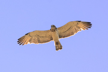 biancone (Circaetus gallicus) in volo - silhouette © paolofusacchia