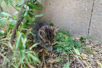 Portrait of baby cats in the nature after few weeks