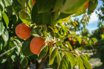 Crops of persimmon or Khaki in Ontinyent - 155865807
