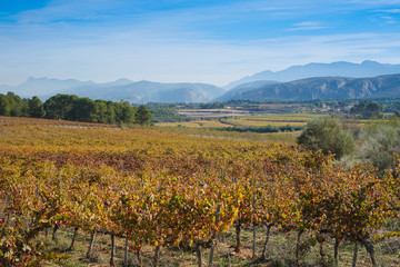 Landscape of grape fields from Ontinyent, Spain