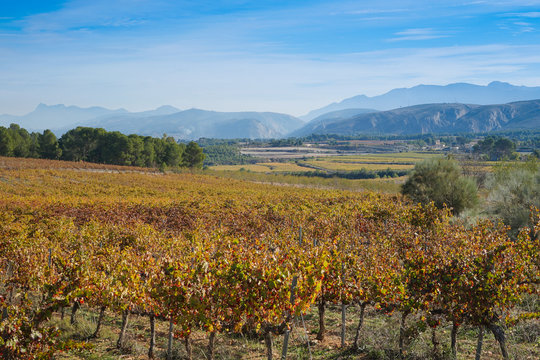 Landscape of grape fields from Ontinyent, Spain