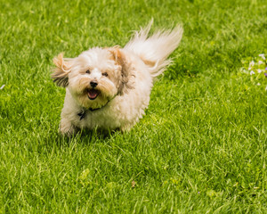 Small dog Coton de Tulear playing in snow and grass