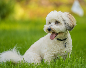 Small dog Coton de Tulear playing in snow and grass