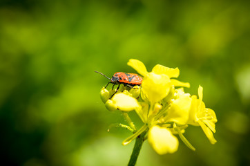 closeup of firebug sitting on leave