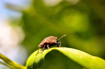 closeup of firebug sitting on leave
