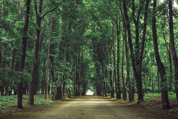 Fototapeta premium Trail or path in a beautiful park