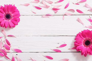 Obraz premium pink gerber on white wooden background