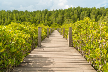 Fototapeta na wymiar Mangrove forest and wooden walkway