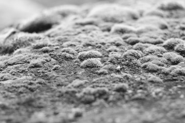 Fototapeta na wymiar Moss covers the surface,black and white