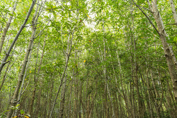 Fototapeta premium Mangrove forest