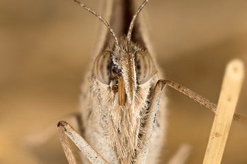 A closeup of a beautiful butterfly