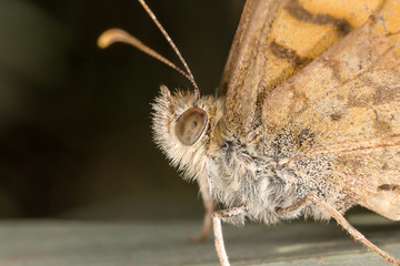 A closeup of a beautiful butterfly