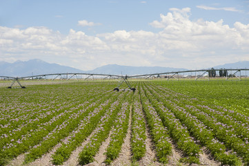 Fototapeta na wymiar Potato Fields and Irrigation Equipment