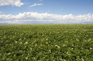 Fototapeta na wymiar Potato Fields and Sky