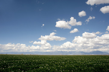 Potato Fields and Sky