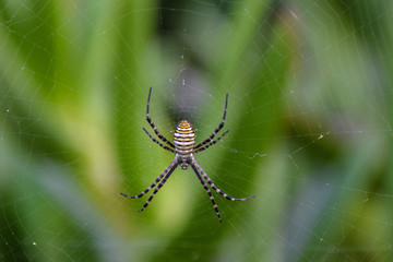 Yellow and white striped spider on it's web waiting for prey