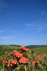 美ヶ原高原　満開のレンゲツツジ