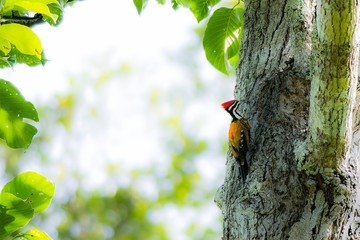 Common Flameback 