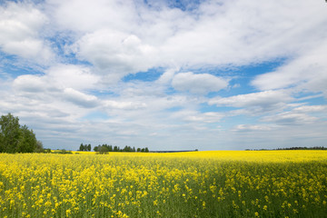 Fototapeta premium Yellow rapeseed field against the sky with clouds