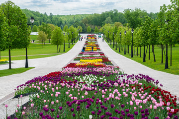 Obraz premium The colorful flower-beds with white, pink, yellow, red and violet tulips in Tsaritsino park and reserve in Moscow, Russia.